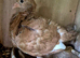 Syrian Pigeon for sale