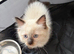Pretty ragdoll kittens