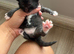 7 black and white kittens