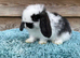 Pure mini lops