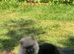 Beautiful Pomeranian pups