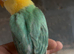 Adorable Lovebirds available