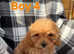Stunning F1 cavapoos ready now !