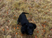 KC registered cocker spaniel girl