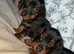 2 gorgeous boys️