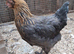 Point of lay coloured egg hybrid hens
