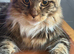 Maine coon