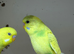 Baby Budgies For Sale Perth