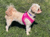 Maltipoo pups stunning colours ready to go