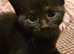 Gorgeous kittens