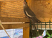 Grey white face cockatiel for sale