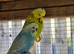 Pet Budgies + Handtame