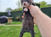 Kits to be born on the 10/06 from Black self mum - sired silver semi angora hob