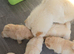 Chow Chow puppies