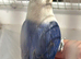 Hand reared lovebird