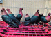 RARE COPPER GREEN WING ARCHANGEL PIGEONS
