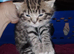 British shorthair x bengal