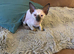 Bambino Sphinx