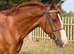 *DEPOSIT TAKEN* Full up 16hh 7yr old gelding