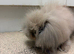 10 Week old Male Rabbit For Sale