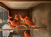 Red factor canaries in East Sussex