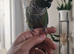 Tame conure