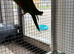 2 years old hans macaw