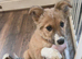 Red border collie girl