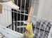5 cockatiels ready really soon