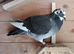 Young racing pigeons
