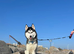 Beautiful KC/Pedigree Siberian Husky Puppies &ndash; Expected After 7th July