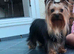 Miniature yorkshire terrier