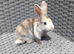Mini Lop cross Lionheads super friendly!