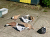 Iranian and Afghan pigeons (((plz read description first)))