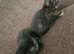 2 beautiful kittens looking for forever homes