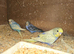 Baby Budgies