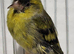 Mutation British ( Siskins ) ONLY now