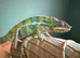 Blue Bar Ambilobe Panther Chameleon