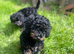Beautiful small F1b Merle cockapoo SOLD