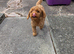 Cockapoo