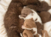 Rare LH cinnamon British longhair female kitten