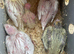5 Beautiful Chicks – Albino, Lutino & More