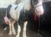 Cob colt