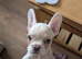 Beautiful french bulldog puppy