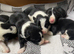 Stunning Border Collie Puppies