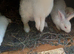 Reduced in price to find home ,cute New Zealand Bucks,