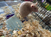 Syrian Hamster Baby Boys - Reserve Now