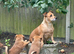 Norfolk Terrier Cross Puppies
