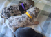 5 mini dachshound puppys