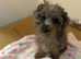 2 puppies no offers